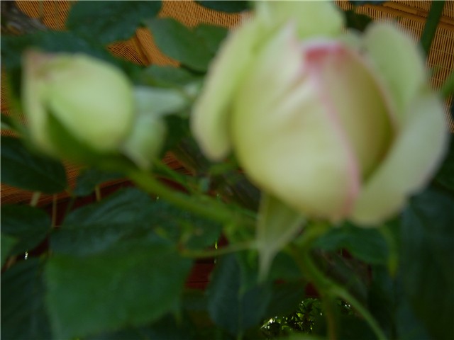 ruža26